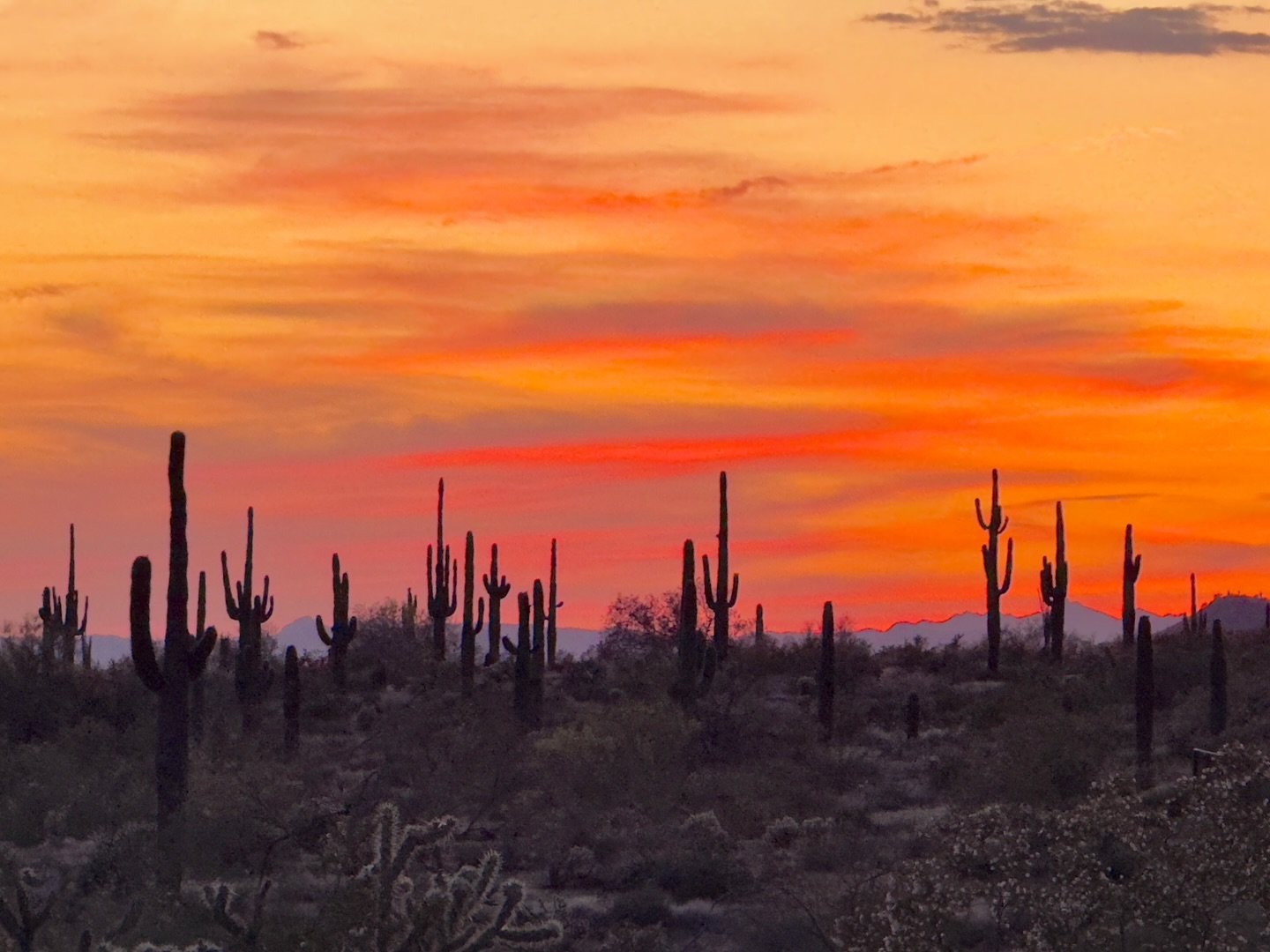 Experience Scottsdale Through Social Media