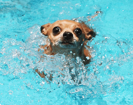 doggy paddle